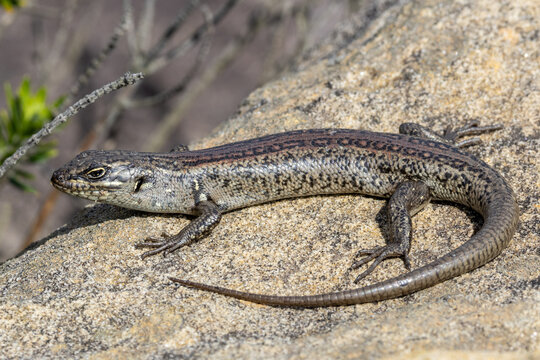Australian Northern White's skink basking on sandstone rock