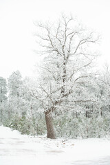 trees in snow