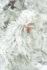 Snow covered Pine Branch with Pinecones