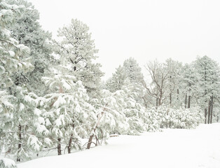 snow covered trees in winter