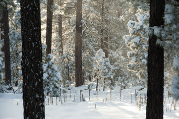 snow covered trees