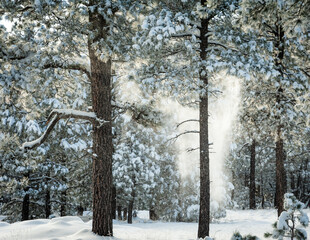 Snowfall From Pine Tree