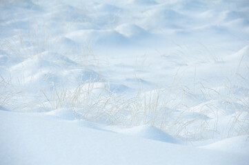 snow covered landscape with golden grasses
