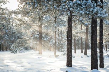 snow covered trees with sun's rays