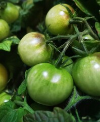 green tomatoes on the vine