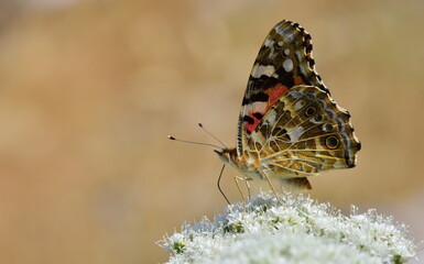 Vanessa cardui 881
