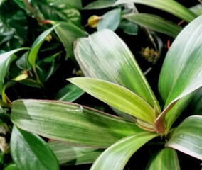 Obraz premium close up