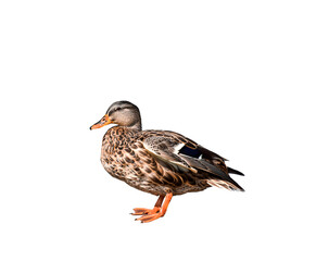 Mallard female duck isolated cutout