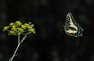 A butterfly flies toward a flower 
