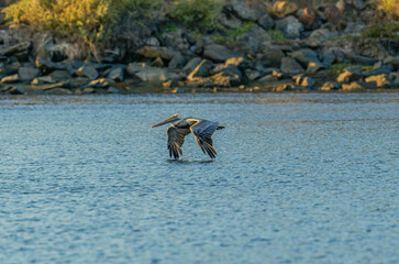 A pelican gliding over the water at golden hour 