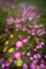 field of pink daisies 