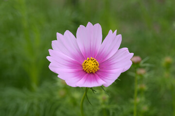 コスモスの花