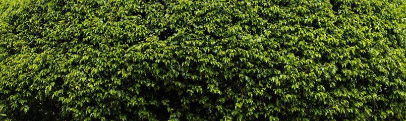close-up photo of a small bush for textures or wallpaper.