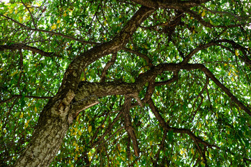 大きな木の木漏れ日