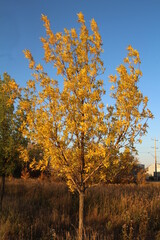 Fototapeta premium autumn trees in the park