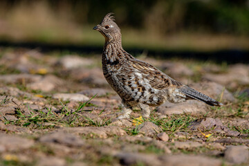 Grouse in the Grass