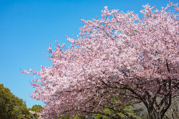 早咲きの暖流桜
