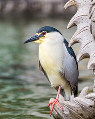 Night heron in Dali city Yunnan province, China.