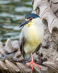 Night heron in Dali city Yunnan province, China.