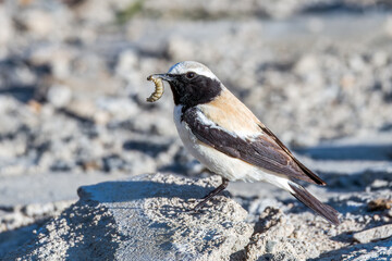 A bird that eats worms in Ngari Prefecture Tibet Autonomous Region, China.
