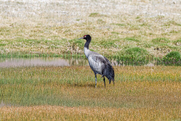 Obraz na płótnie Canvas The grey crane in Ngari Prefecture Tibet Autonomous Region, China.