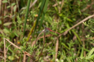 meadowhawks dragonfly in the grass
