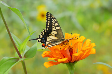 Fototapeta na wymiar 日本の秋、ジニアの蜜を吸うアゲハ蝶