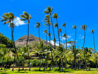 Palm trees over the diamond head in Hawaii