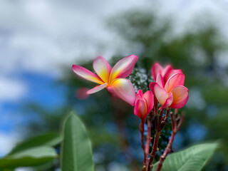 Pink Plumeria in Hawaii