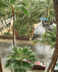 Palm trees in rainy day, Hawaii