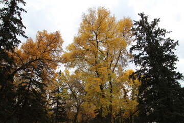 trees in autumn