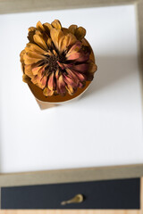 color faded zinnia blossom viewed from above on framed panel