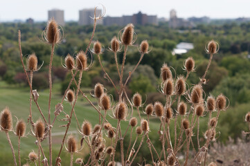 teasel or Dipsacus growing at the top of the hill with view of the park and suburbs in the back