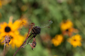 Fototapeta na wymiar red skimmer dragonfly on dried flower head (out of focus rudbeckia)