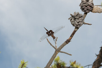 flying insect (dragonfly) perched on a pine branch outdoors