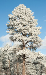 Frost covered Ponderosa Pine Tree