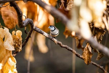 Double bar finch