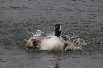 Goose Splashing, William Hawrelak Park, Edmonton, Alberta