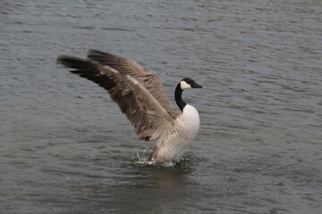 Goose Taking Flight, William Hawrelak Park, Edmonton, Alberta