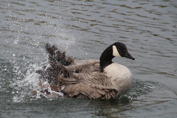 Canadian goose swimming in water, William Hawrelak Park, Edmonton, Alberta