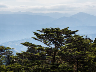 Obraz premium Pine tree in the mountains of Shikoku island - scenic view from Unpenji temple, Tokushima prefecture, Japan