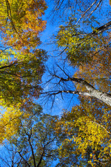 autumn in the forest
