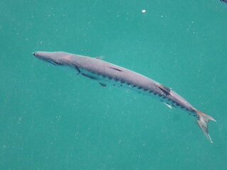 Barracuda 
