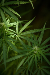 Cannabis Garden growing bud.