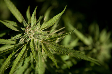 Cannabis Garden growing bud.