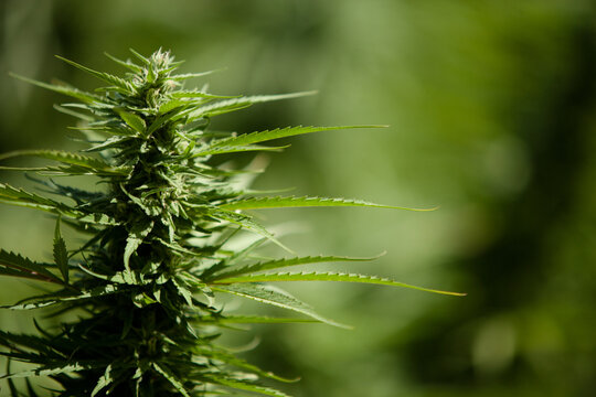 Cannabis Garden growing bud.