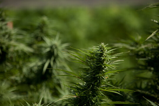 Cannabis Garden growing bud.