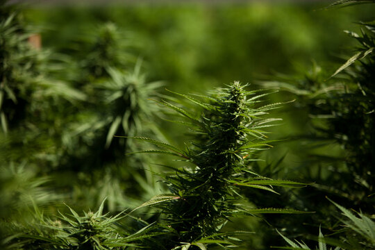 Cannabis Garden growing bud.