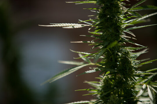 Cannabis Garden growing bud.
