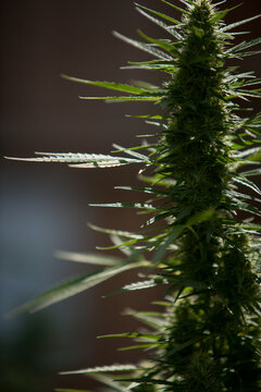Cannabis Garden growing bud.